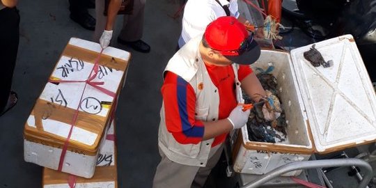 Pedagang kepiting bertelur di Berau diciduk, 31,5 kg kepiting disita