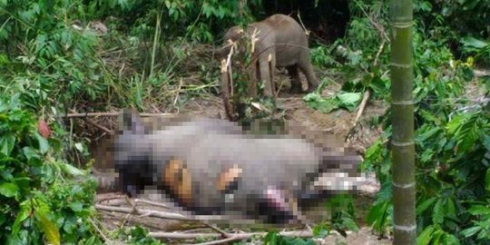 Bayi gajah mati, kawanannya mengamuk di Dusun Sumber Waras Langkat