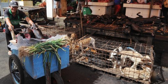 Saat anjing dan kucing di Tomohon laris jadi santapan