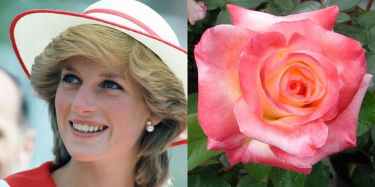princess of wales rev1