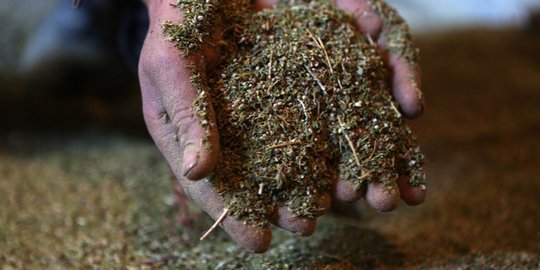 Wanita berumur 20 tahun ditangkap polisi akibat simpan 2,5 kg ganja