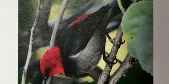 Spesies burung baru di Pulau Rote bakal diberi nama Iriana 