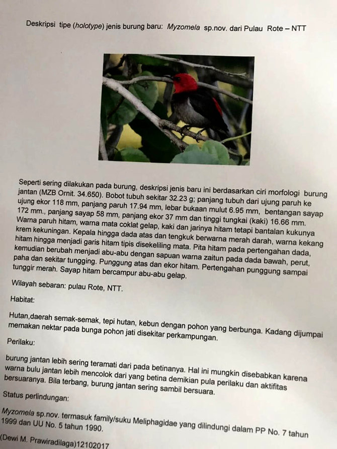 spesies burung baru yang ditemukan di rote