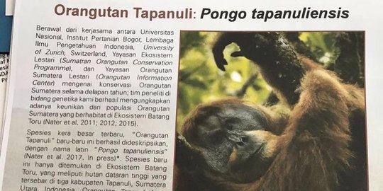 Menteri LHK lapor Jokowi soal penemuan spesies baru Orangutan Tapanuli