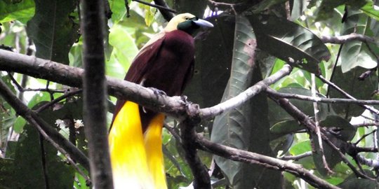 Menyelamatkan burung-burung indah Papua dari ancaman proyek perkebunan