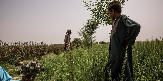 Semerbak opium di balik perlawanan Taliban Afghanistan