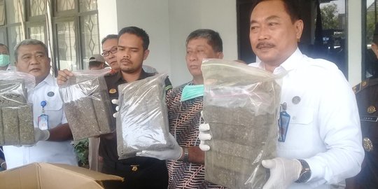 Ganja dalam kardus isi kopi hendak diselundupkan dari Aceh ke Bali