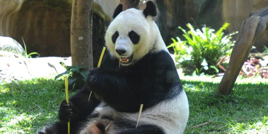 Tingkah lucu Panda Hu Chun dan Cai Tao di Taman Safari Indonesia