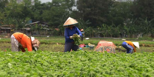 Menyambung hidup dengan bertani bayam di tengah Ibu Kota