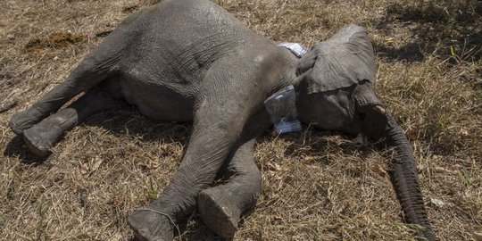 Gajah betina ditemukan sudah membusuk di Aceh Jaya
