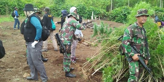 BNN, Polri & TNI musnahkan 1 hektar ladang ganja di 