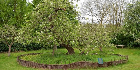 Ini pohon apel yang bikin Isaac Newton temukan teori gravitasi