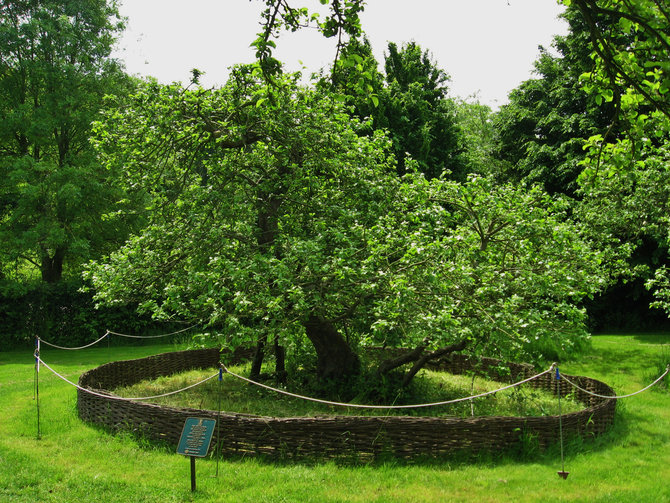 pohon apel legendaris isaac newton