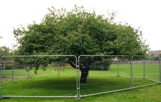 turunan pohon apel isaac newton di teddington london