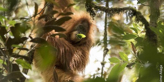 Sedih, spesies baru orangutan asli Indonesia ini akan segera punah