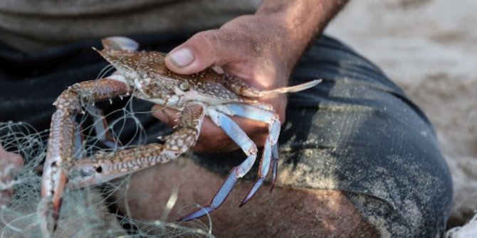 Bea cukai Aceh gagalkan pengiriman 2.500 kepiting bertelur ke Taiwan