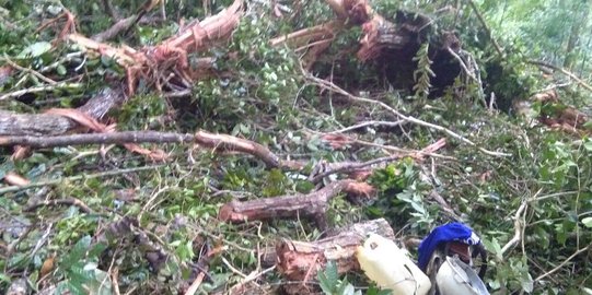 Penebang kayu di Berau tewas tertimpa pohon ditebangnya