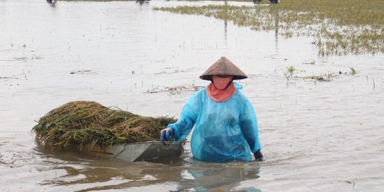 Curah hujan di Sulsel meningkat, petani diminta waspadai ancaman gagal panen