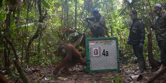 11 Tahun direhabilitasi, 2 orangutan yang disita di Thailand dilepasliarkan