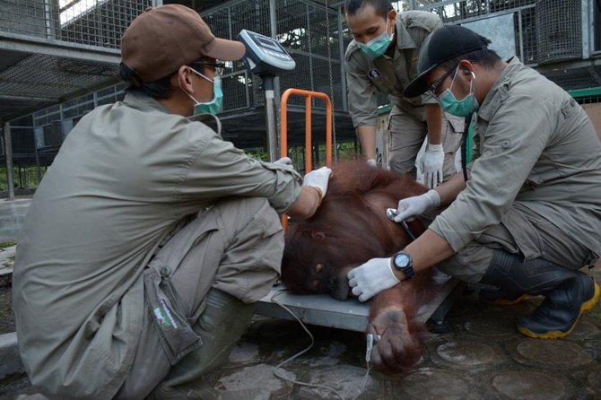 pelepasan orangutan di hutan