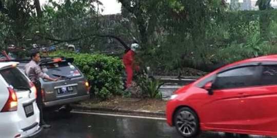 Hujan angin bikin pohon tumbang, Jalan Juanda Depok sempat macet parah