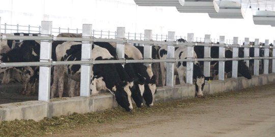 2017, PT Astra Agro Lestari kucurkan Rp 100 M kembangkan bisnis ternak sapi