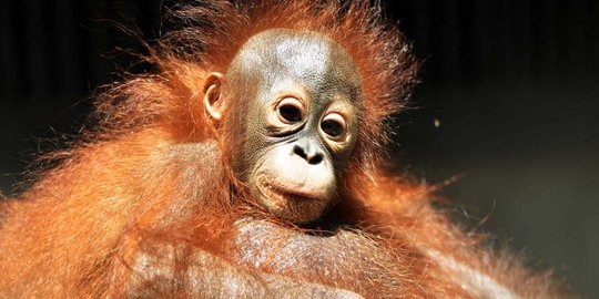 Bayi orangutan lahir di hutan cagar alam Jantho