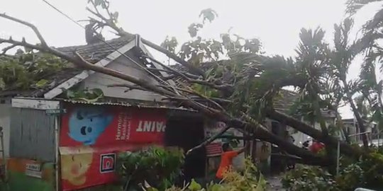 Pohon tumbang saat hujan angin di Mojokerto, timpa truk & rumah warga