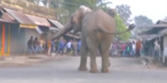 Lahan cari makan hilang, gajah ngamuk hingga 1 warga Bengkalis tewas