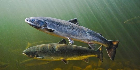 salmon bisa pindahkan gunung rev1