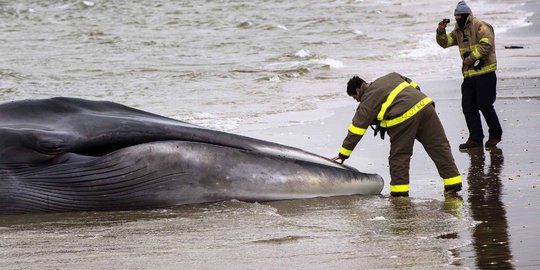 9 Ekor paus terdampar di pantai Ujung Kareng, Aceh