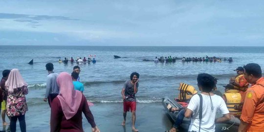 Ini dugaan penyebab 9 ekor paus terdampar di Pantai Ujung Kareng Aceh