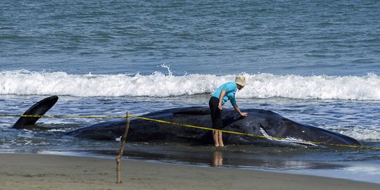 Ini kondisi 4 paus yang mati usai terdampar di Pantai Ujung Kareng Aceh