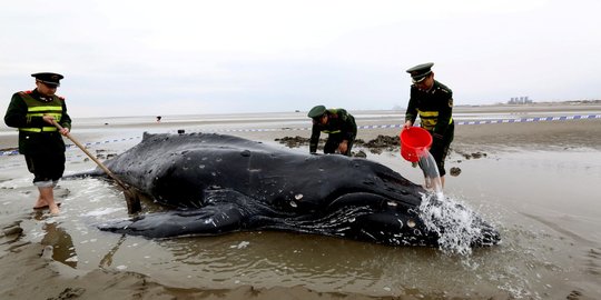 Usai paus sperma di Aceh, paus bungkuk terdampar di China