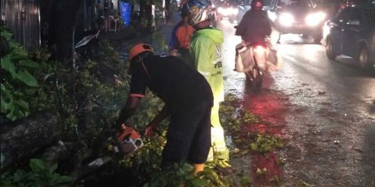 Hujan dan angin kencang tumbangkan pohon, BPBD Malang minta warga waspada