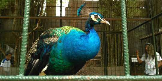 Eksotisme Agro Wisata Sido Muncul, ada burung merak hingga harimau