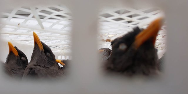 426 Burung Endemik Kalimantan Gagal Diselundupkan Ke Sulawesi Dan