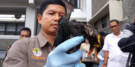 Burung endemik Kalimantan jadi incaran kolektor burung di Jawa dan Sulawesi