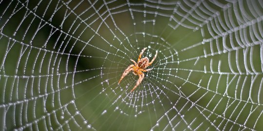 tanda misterius yang dibawa oleh hewan di sekitar kita