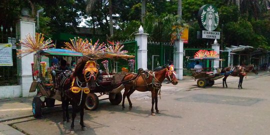 Ditemui kusir, Sandi beri syarat ini agar delman bisa beroperasi lagi di Jakarta
