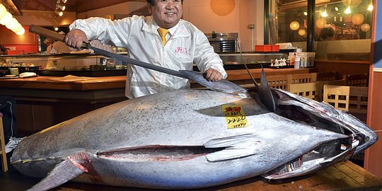 Siap-siap, pemerintah akan batasi kuota penangkapan Tuna di Tanah Air