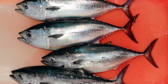 Sejak 2015, tangkapan ikan tuna RI terus menurun