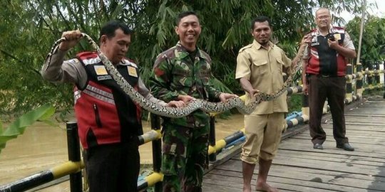 Banjir rendam 6 kelurahan di Bontang mulai surut, warga kembali temukan ular piton