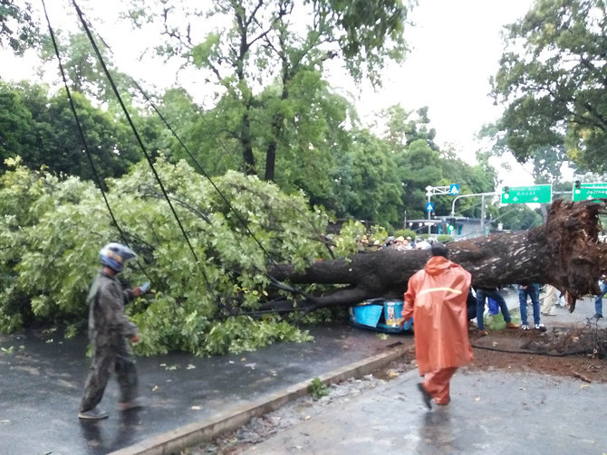 pohon roboh di dekat masjid istiqlal