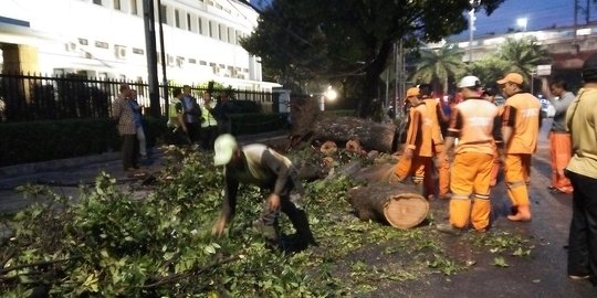 Ada korban pohon tumbang dekat Istiqlal, polisi sebut Dinas Pertamanan lalai