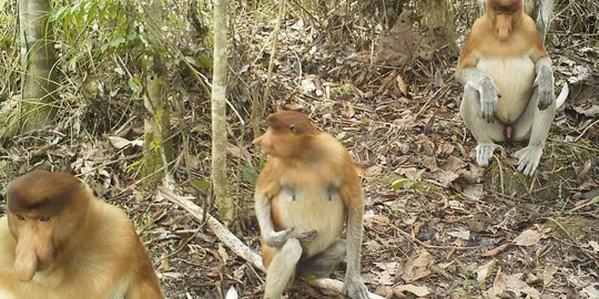 Habitatnya rusak, satwa endemik Bekantan mencari makan ke kebun sawit