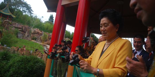 Wakil PM China tinjau kondisi sepasang giant panda di Taman Safari Indonesia