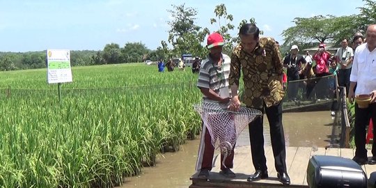 Cerita Presiden Jokowi disemprot petani gara-gara jagung