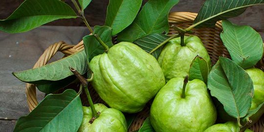 Suburkan rambut  rontok  dengan tonik daun jambu merdeka com