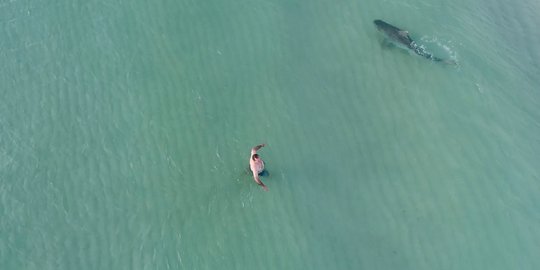 Di intai hiu macan, begini reaksi nekat wisatawan berenang di Pantai Miami